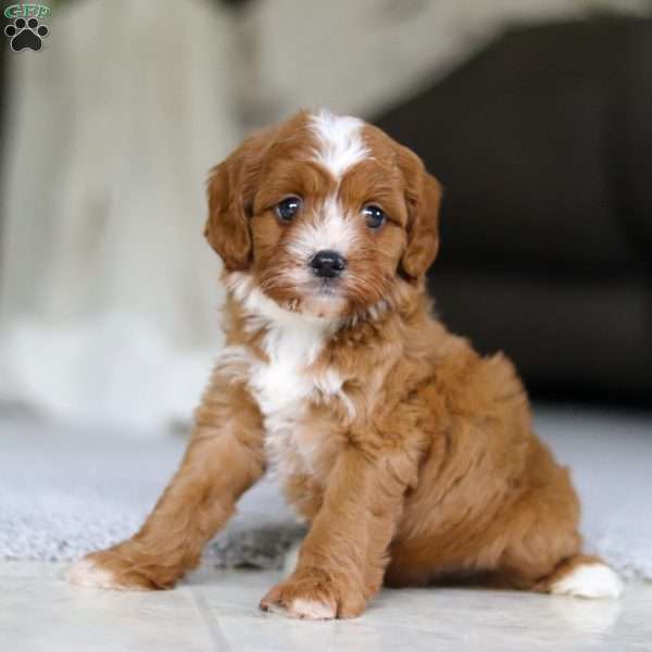 Charlie, Cavapoo Puppy
